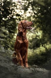 20220618_Jari_Wald_072-Bearbeitet