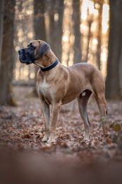 20230302_Jari_Waldspaziergang_mit_anderen_Hunden_412-Bearbeitet