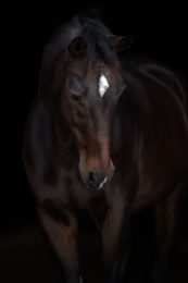 20231028_Raffi_Black_Portrait_049-Bearbeitet